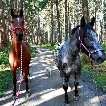 アパート Lieblingsplatzl ノイシュティフト・イム・シュトゥーバイタール